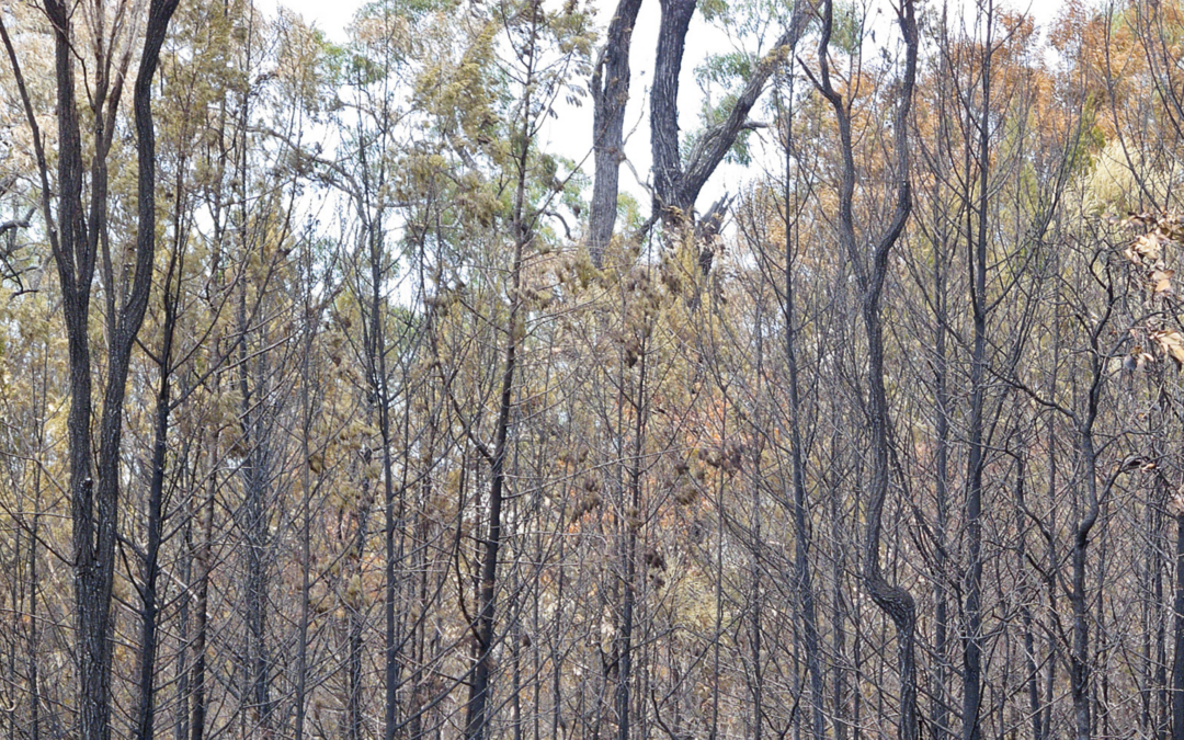 Understanding Bushfire Attack Levels: BAL ratings explained