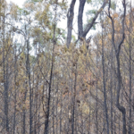 Understanding Bushfire Attack Levels: BAL ratings explained