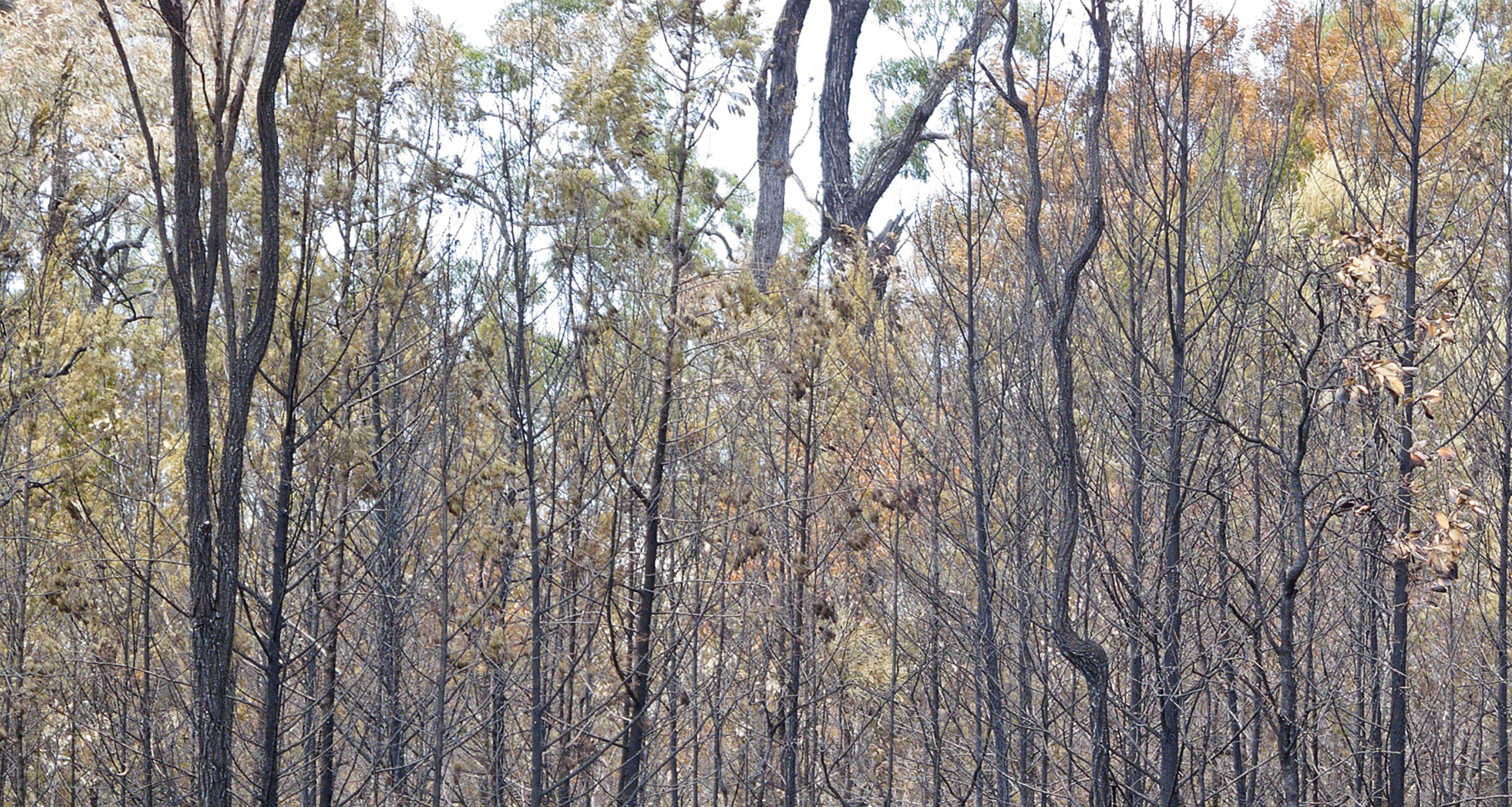 Understanding Bushfire Attack Levels: BAL ratings explained